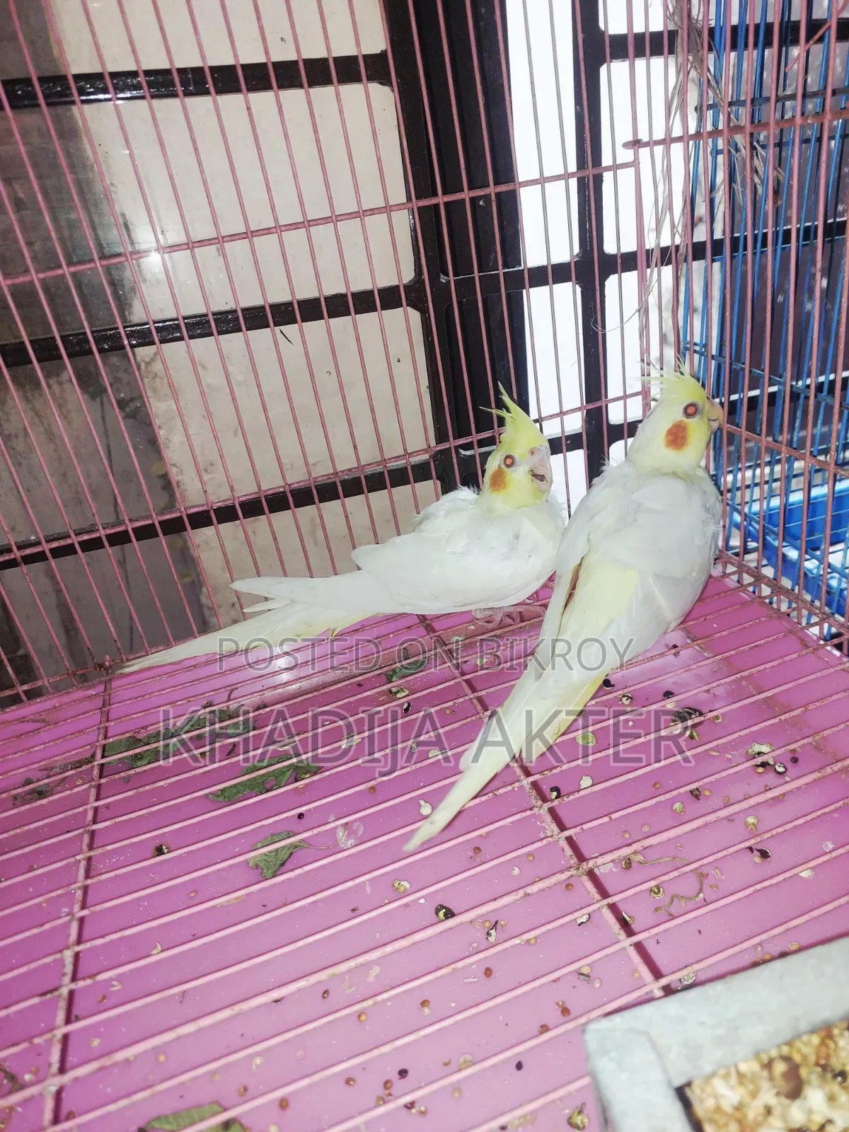 Cockatiel Lutino
