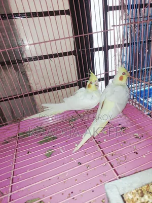 Cockatiel Lutino