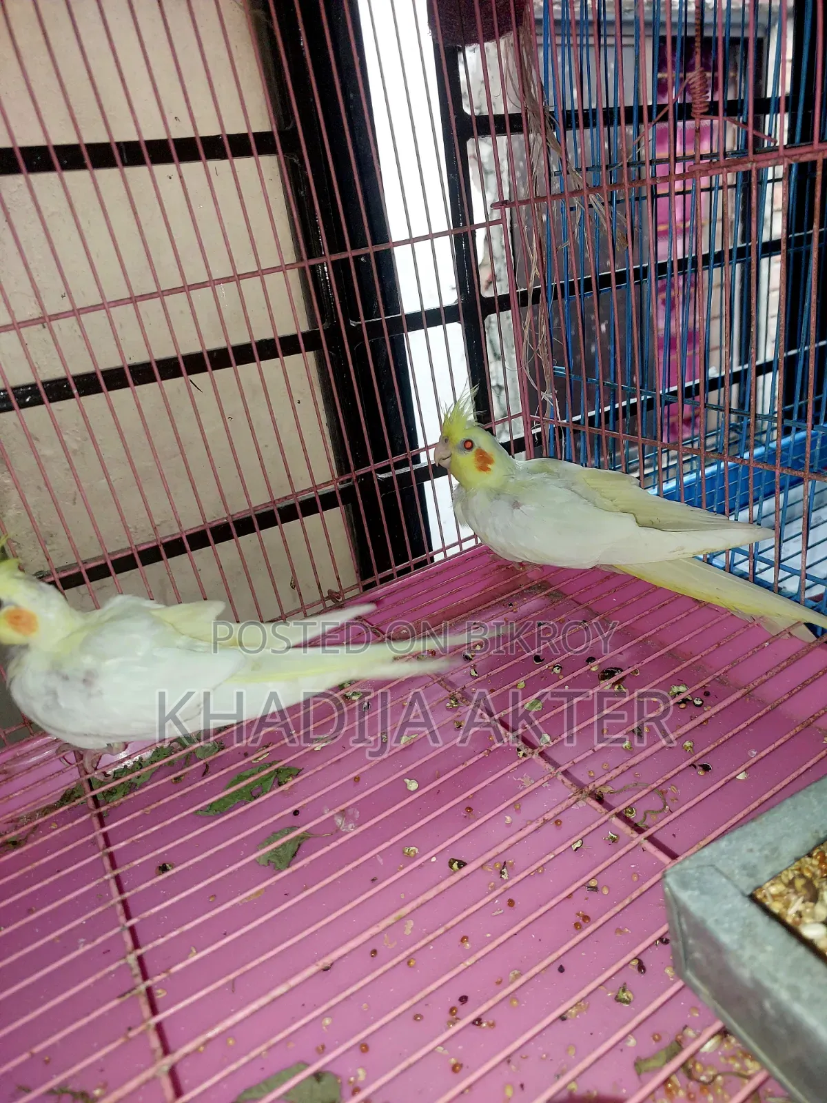 Cockatiel Lutino