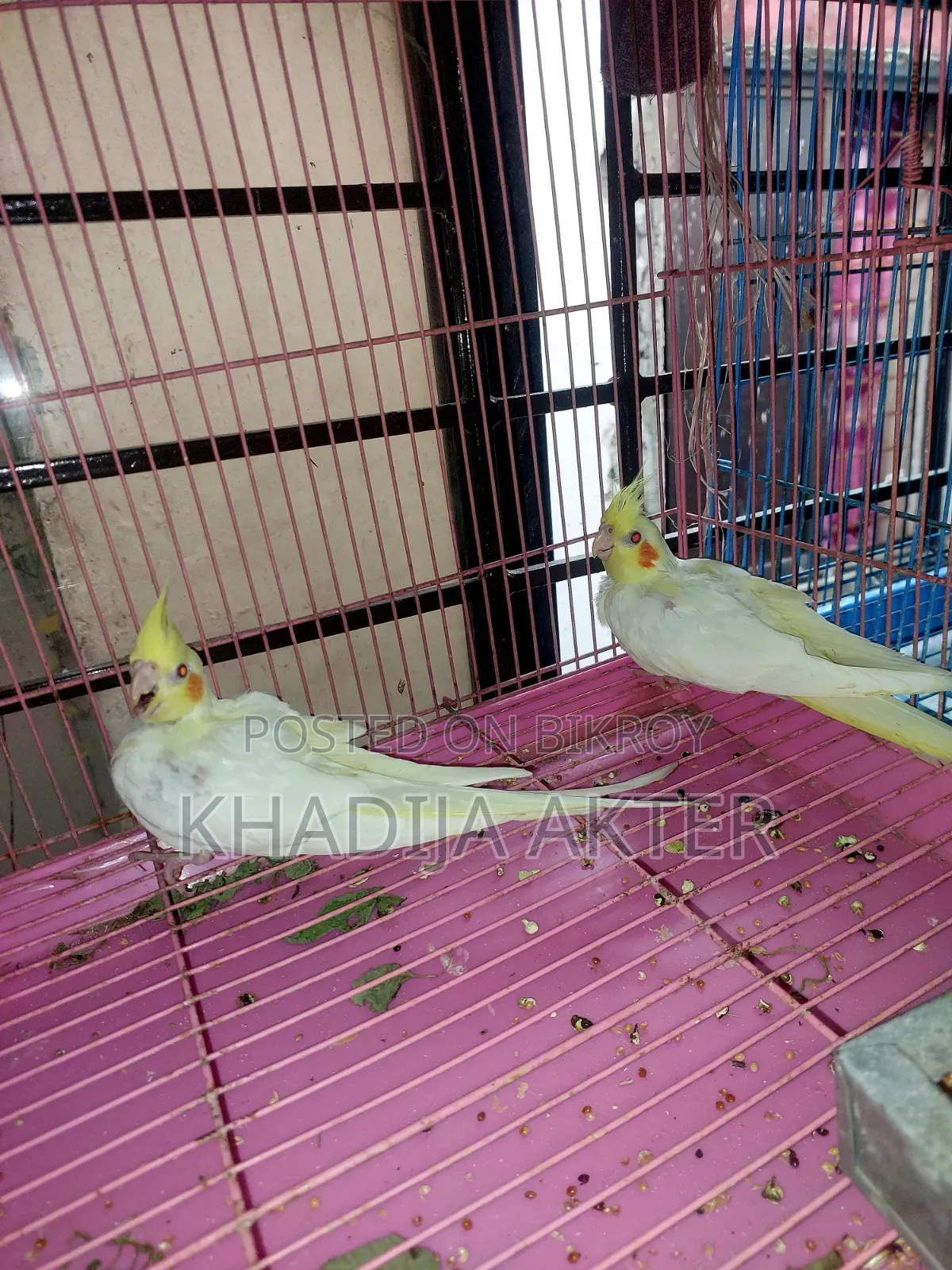 Cockatiel Lutino