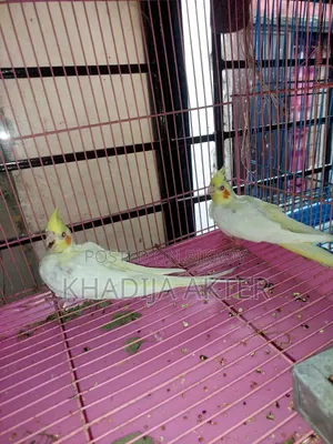 Cockatiel Lutino