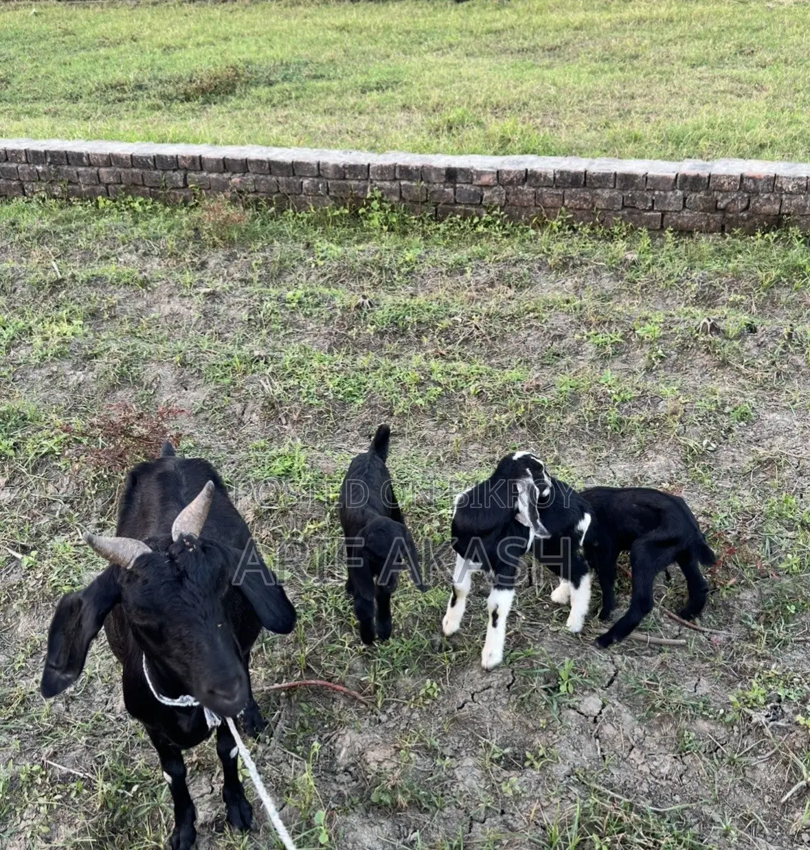 Mother Goat and Kids
