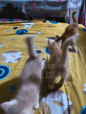 1-3 months Male Mixed Breed Himalayan