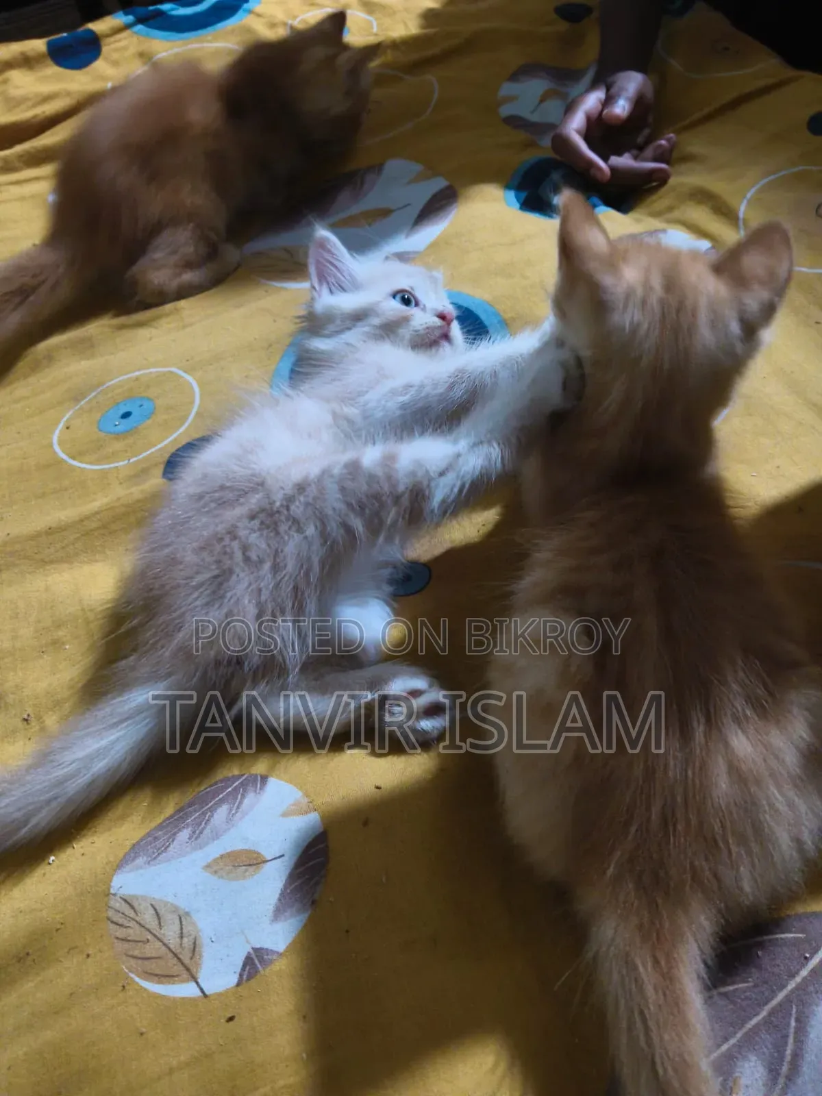 1-3 months Male Mixed Breed Himalayan