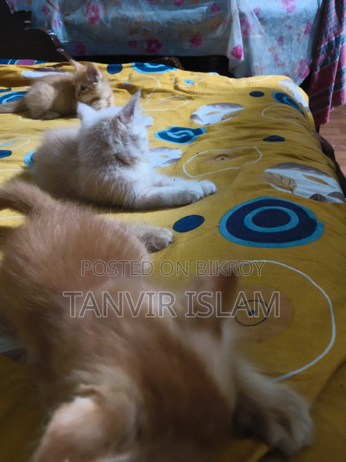 1-3 months Male Mixed Breed Himalayan