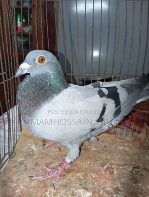 A light color sabji racer male pigeon for sale