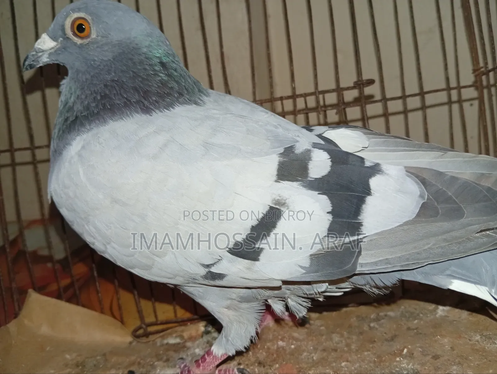 A light color sabji racer male pigeon for sale