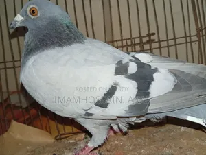 A light color sabji racer male pigeon for sale