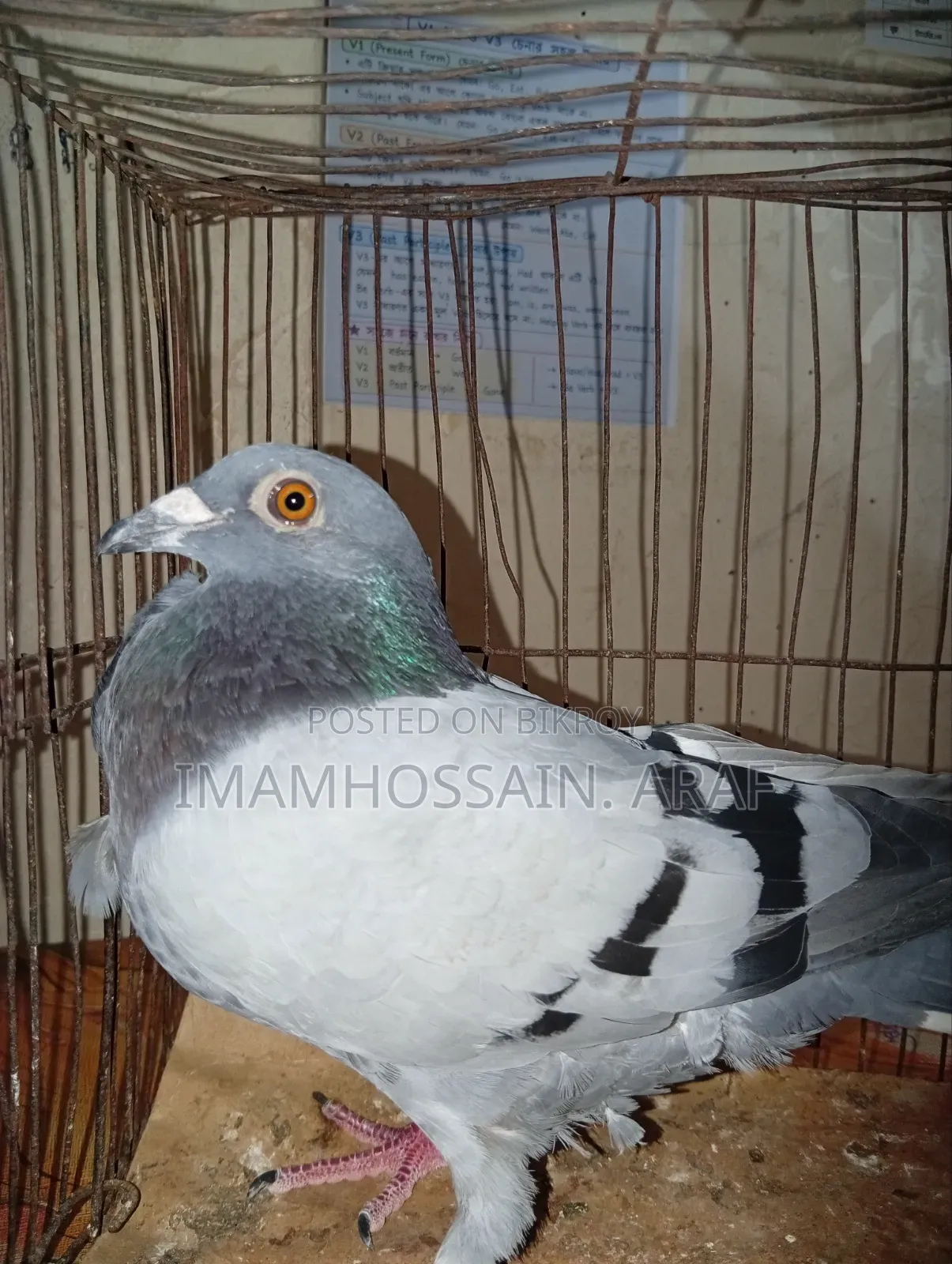 A light color sabji racer male pigeon for sale
