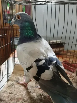 A light color sabji racer male pigeon for sale