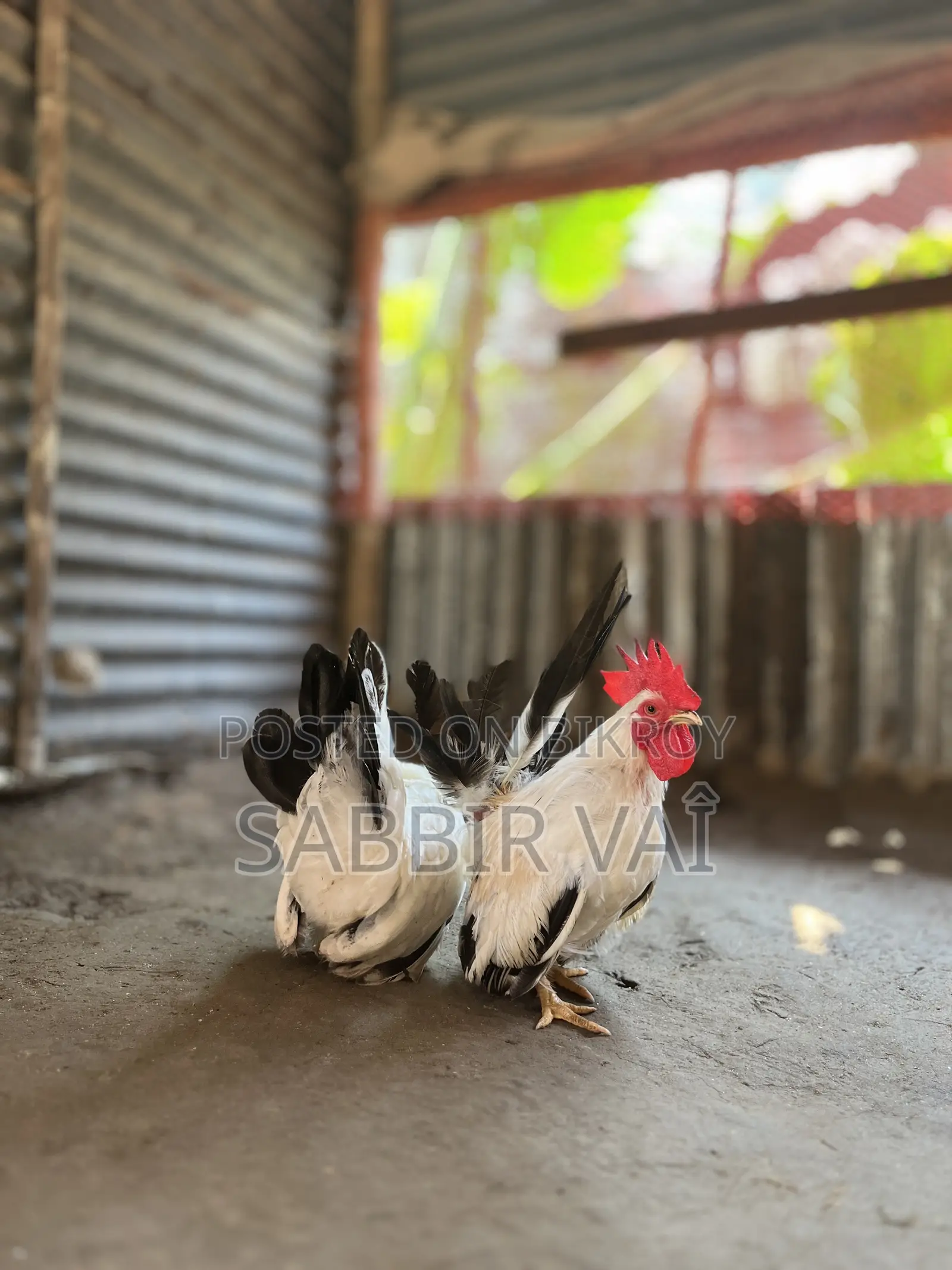 Brahma and Sultan Japanese chickens, you will get our work