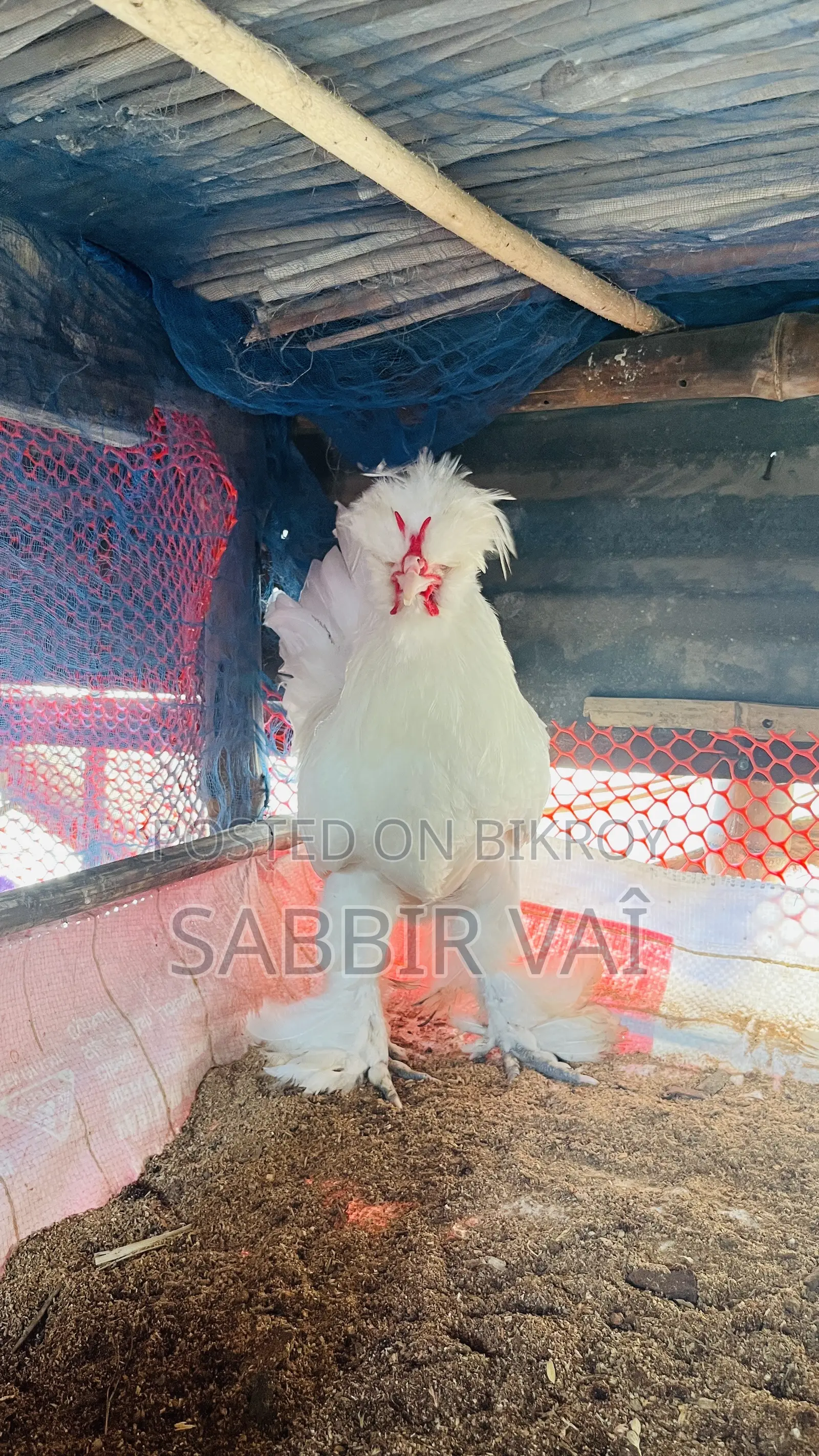 Brahma and Sultan Japanese chickens, you will get our work