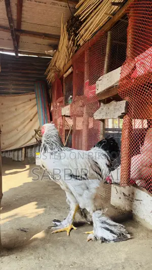 Brahma and Sultan Japanese chickens, you will get our work