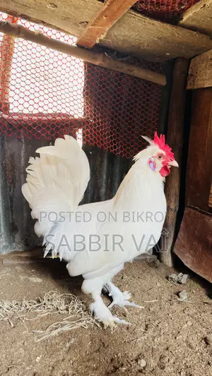 Brahma and Sultan Japanese chickens, you will get our work
