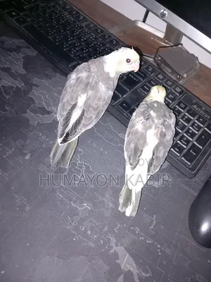 Cockatiel Baby
