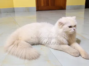 ৬-১২ মাস বয়সি মাদি মিক্স পার্শিয়ান