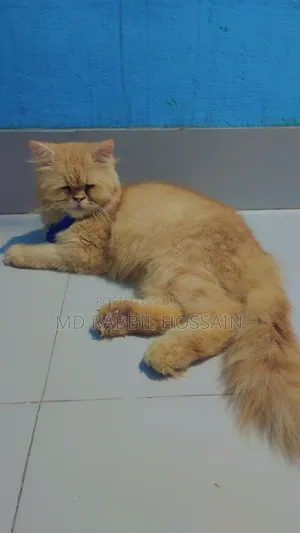 ৬-১২ মাস বয়সী ফিমেল খাঁটি পার্সিয়ান