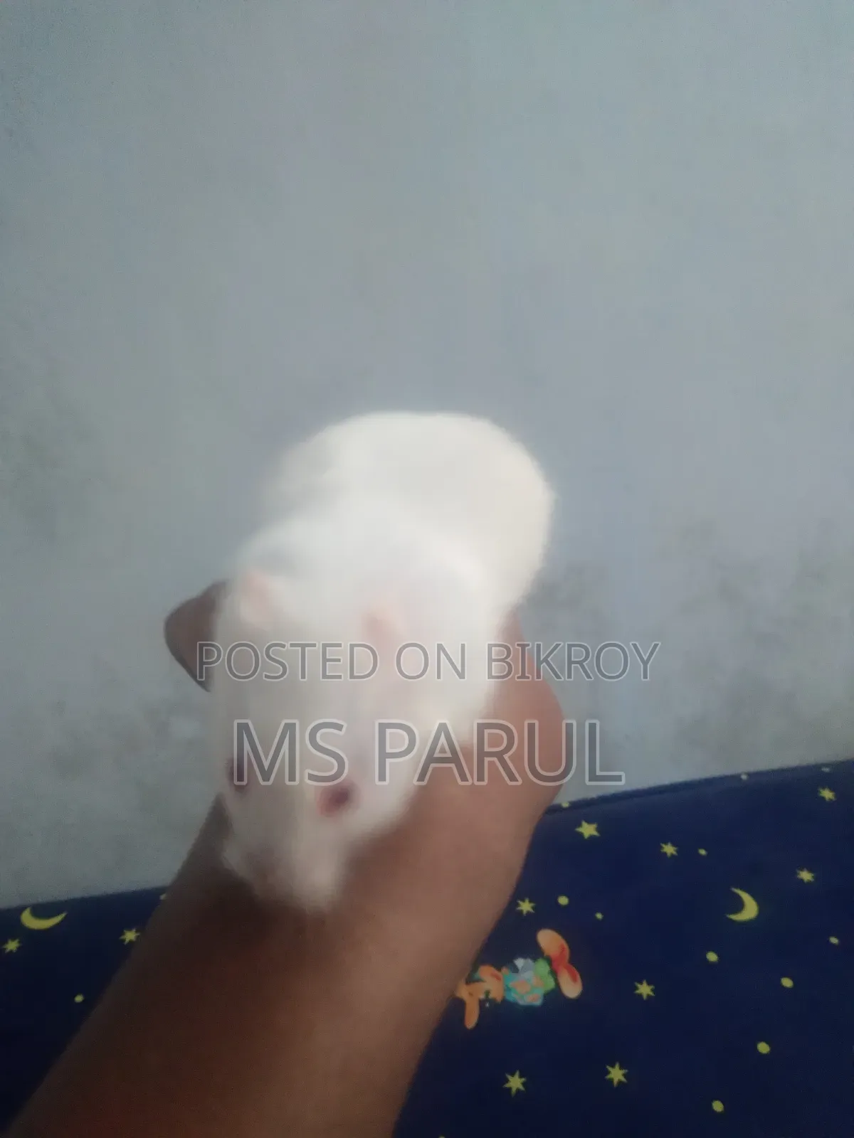 Hamster