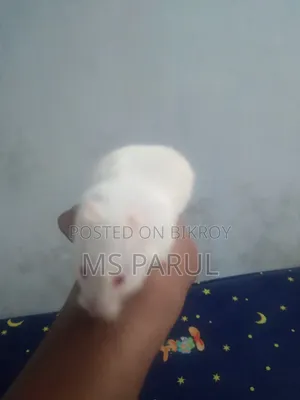 হ্যামসটার ৷৷