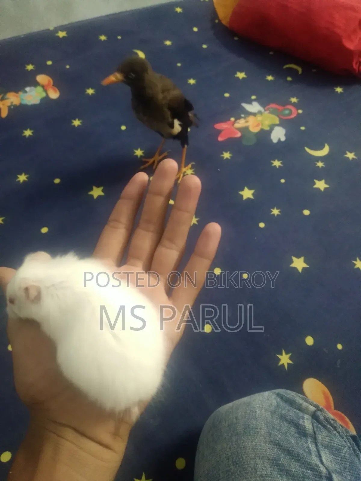 Hamster