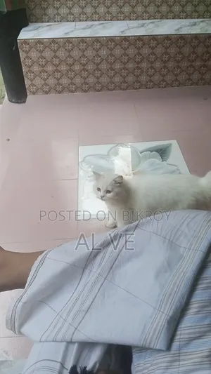 ১+ বছর বয়সী ফিমেল পিওরব্রেড পার্সিয়ান ক্যাট