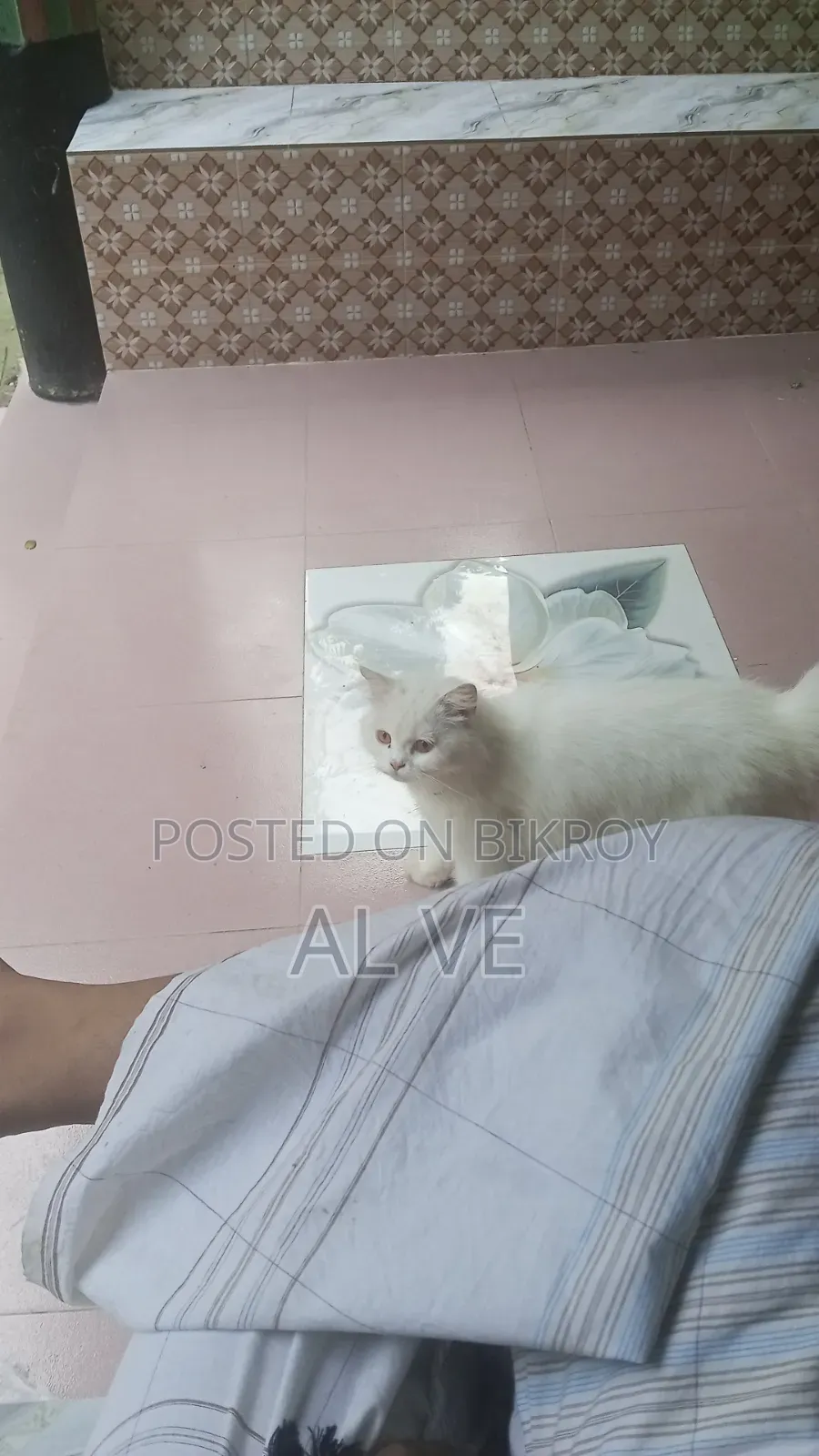 ১+ বছর বয়সী ফিমেল পিওরব্রেড পার্সিয়ান ক্যাট
