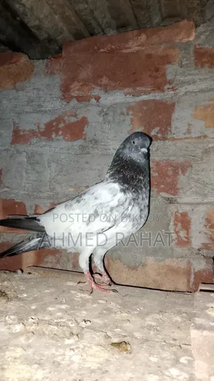 Full Fresh Kabutar