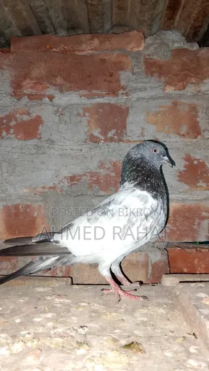 Full Fresh Kabutar