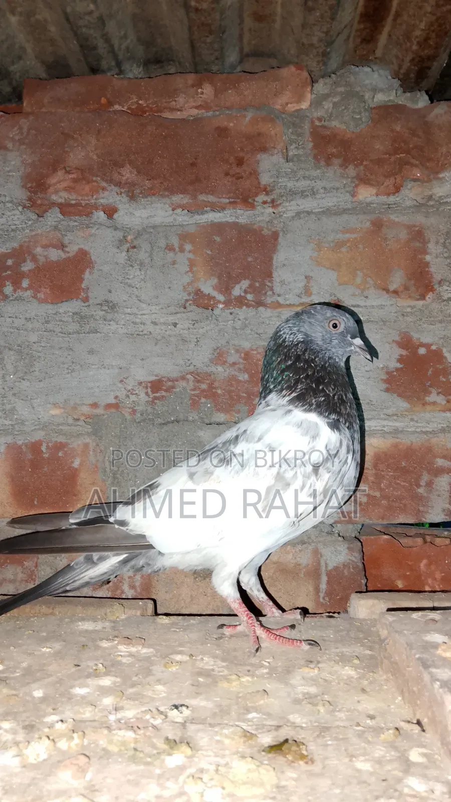 Full Fresh Kabutar