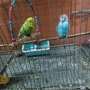 Budgerigar Bird