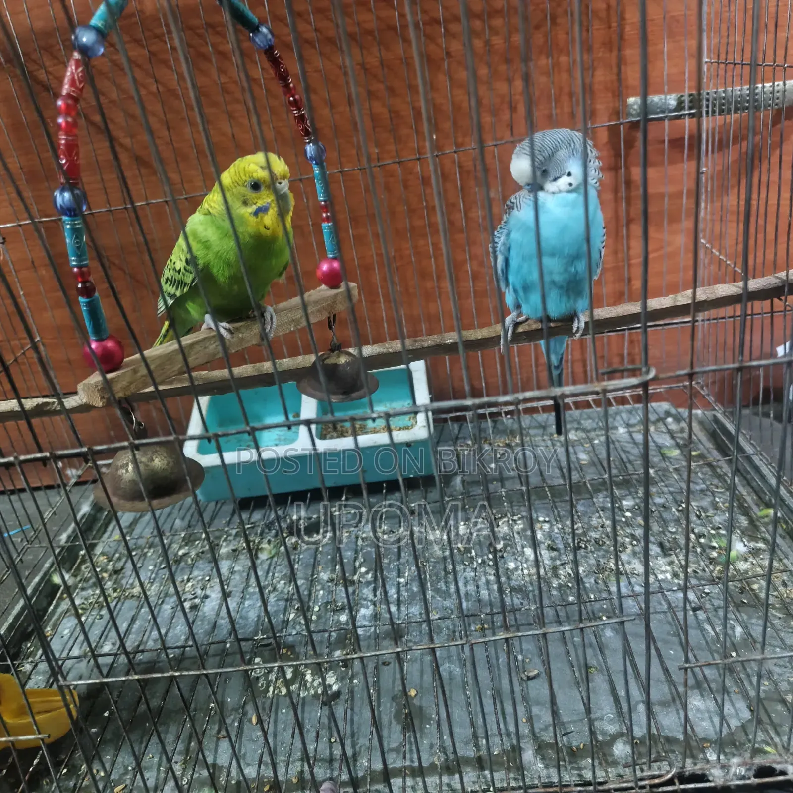 Budgerigar Bird