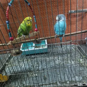 Budgerigar Bird