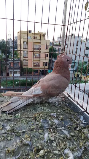 Full Fresh Pigeon