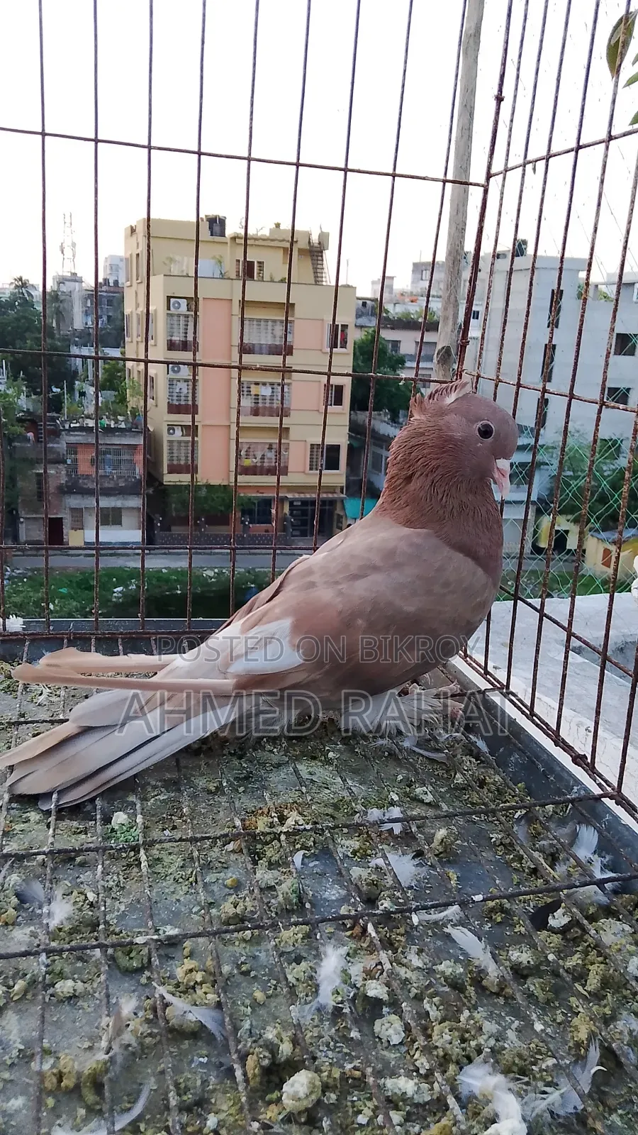 Full Fresh Pigeon