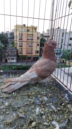 Full Fresh Pigeon