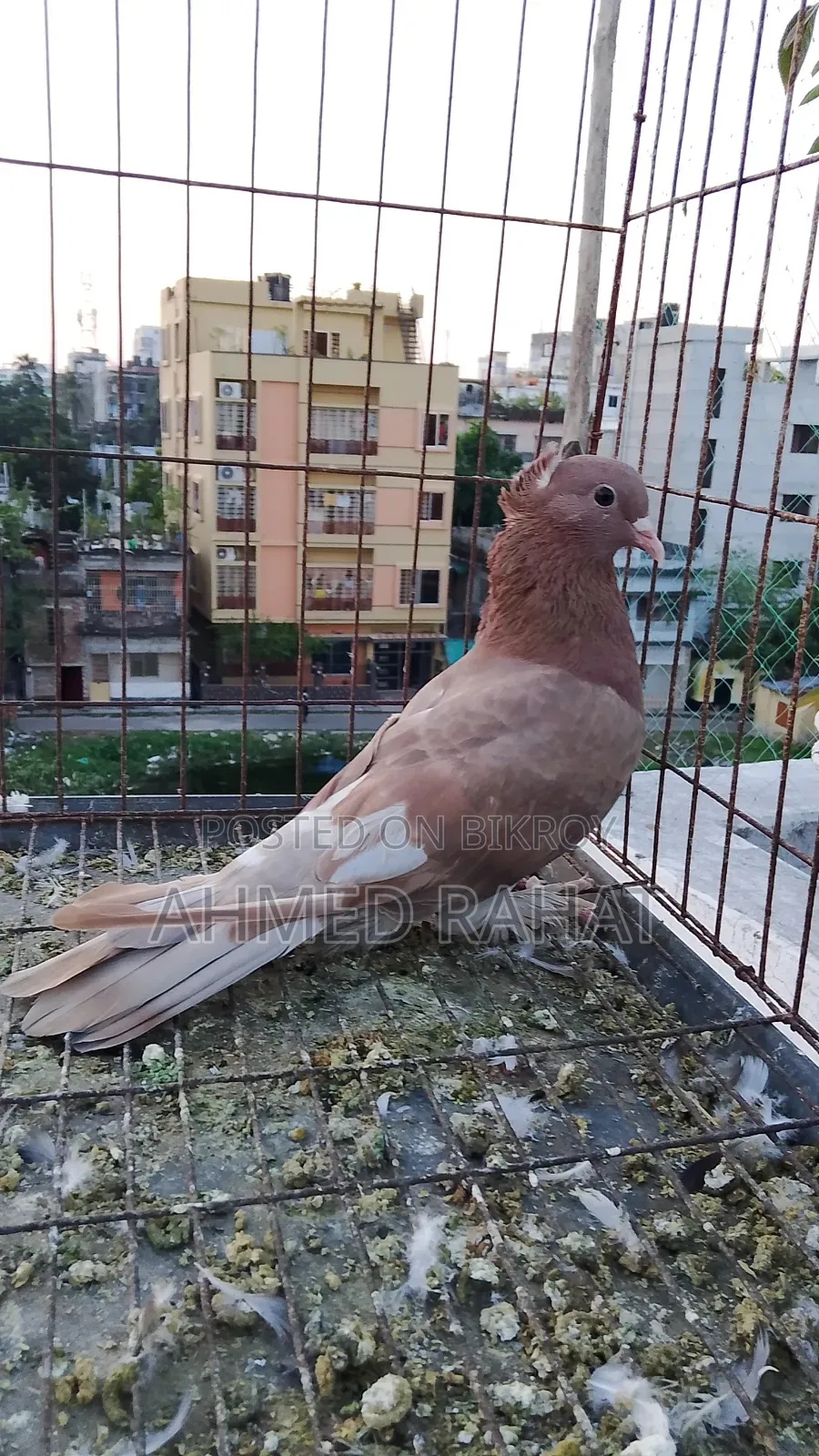 Full Fresh Pigeon