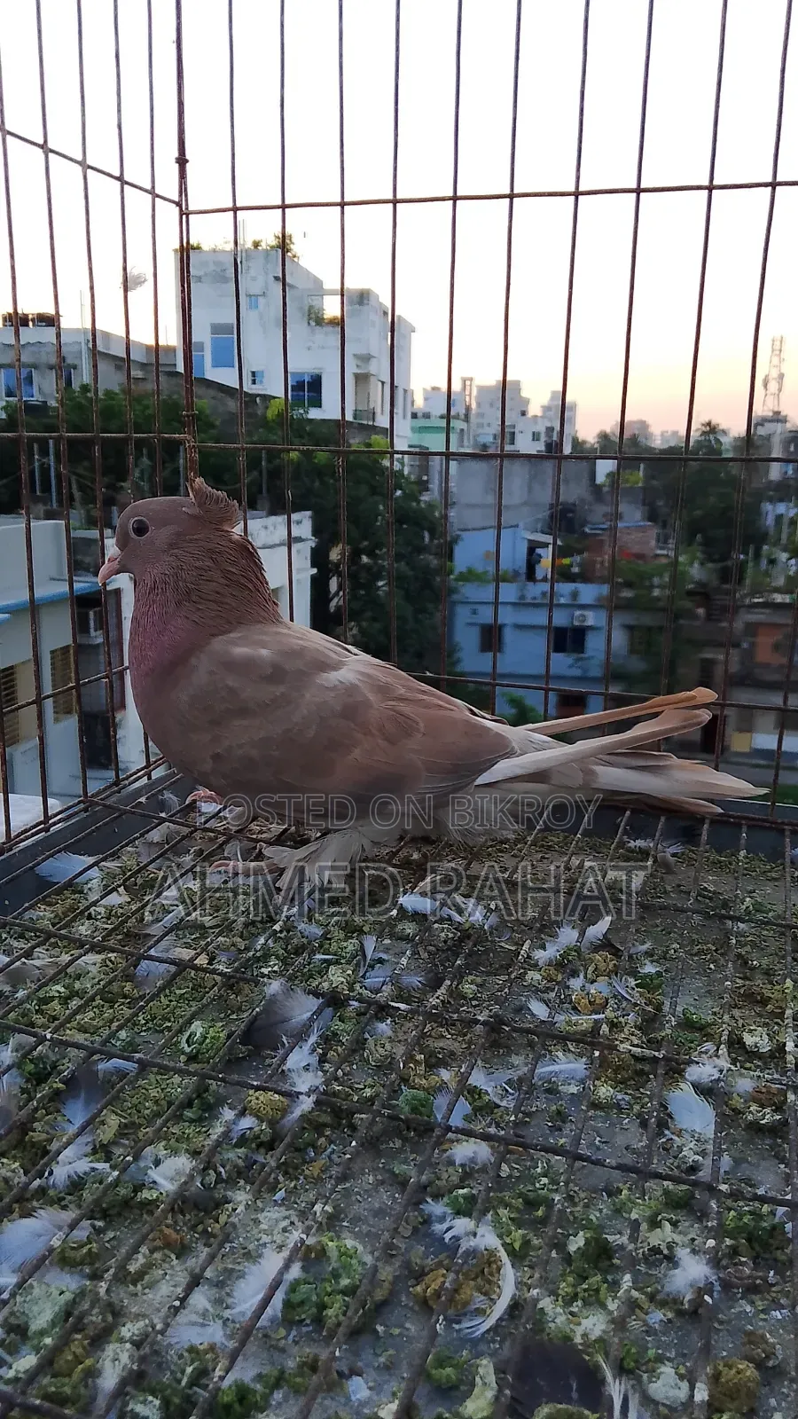 Full Fresh Pigeon
