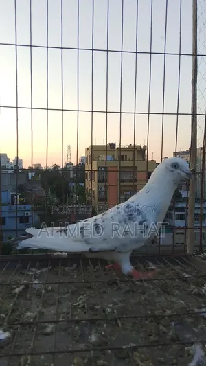 Full Fresh Pigeon