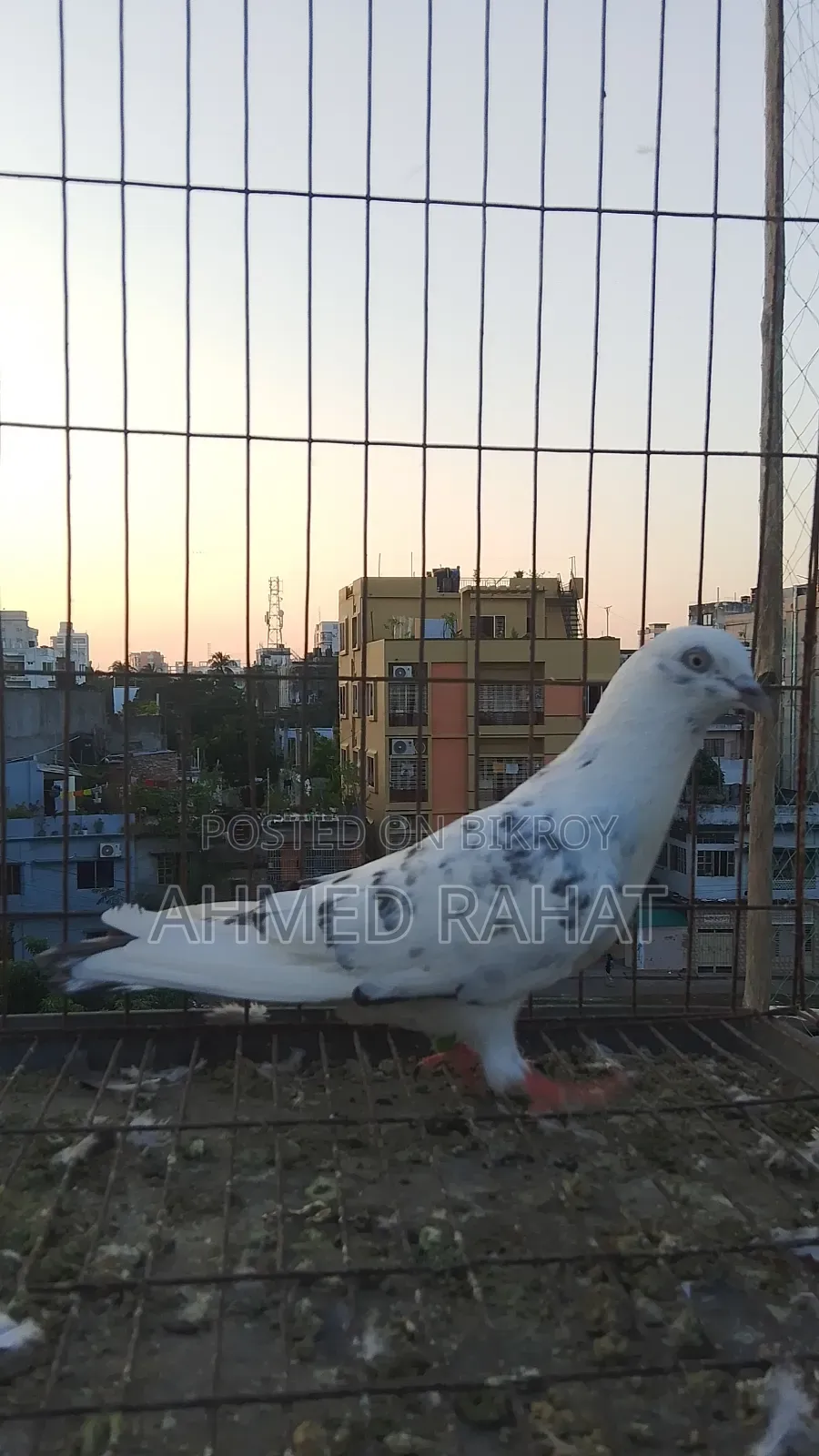 Full Fresh Pigeon