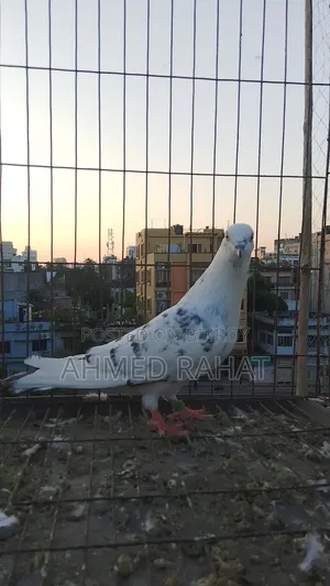 Full Fresh Pigeon