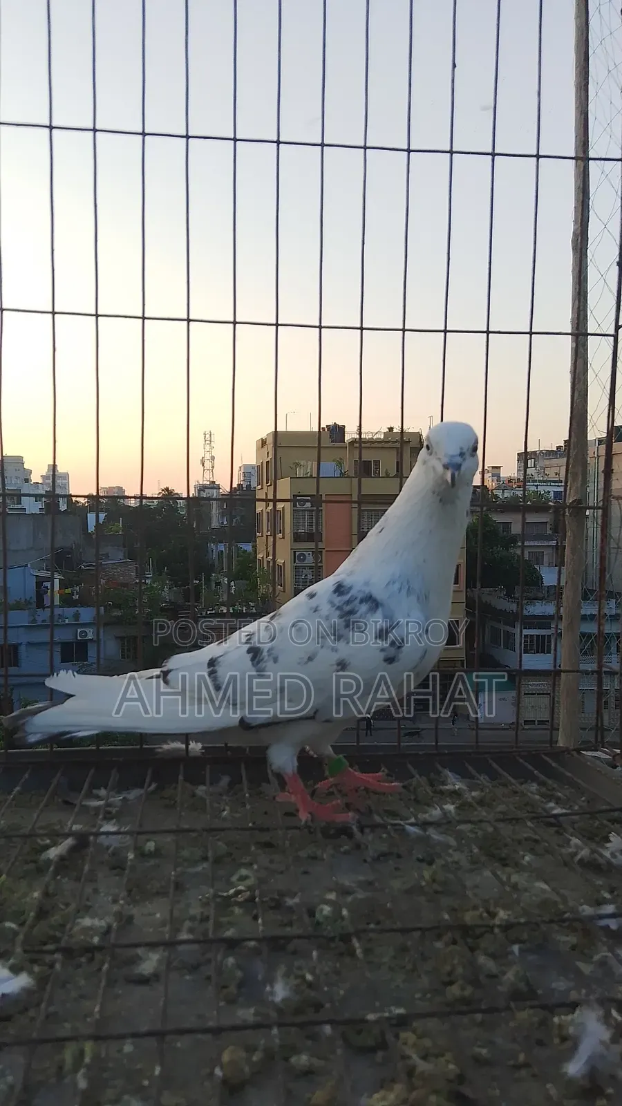Full Fresh Pigeon