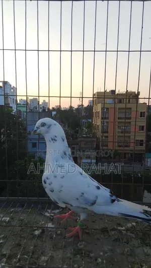 Full Fresh Pigeon