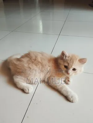 ১-৩ মাসের মেল পিউরব্রেড পার্সিয়ান