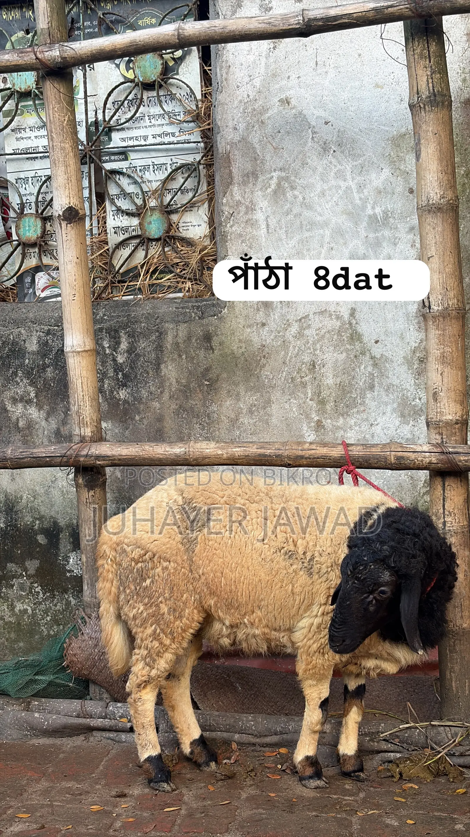 Farm-ready Sheep