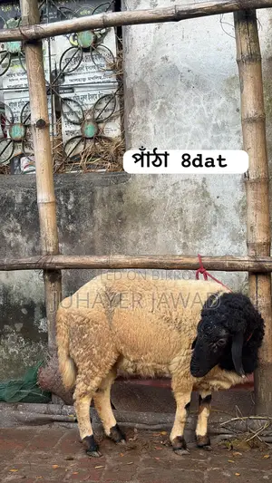 Farm-ready Sheep