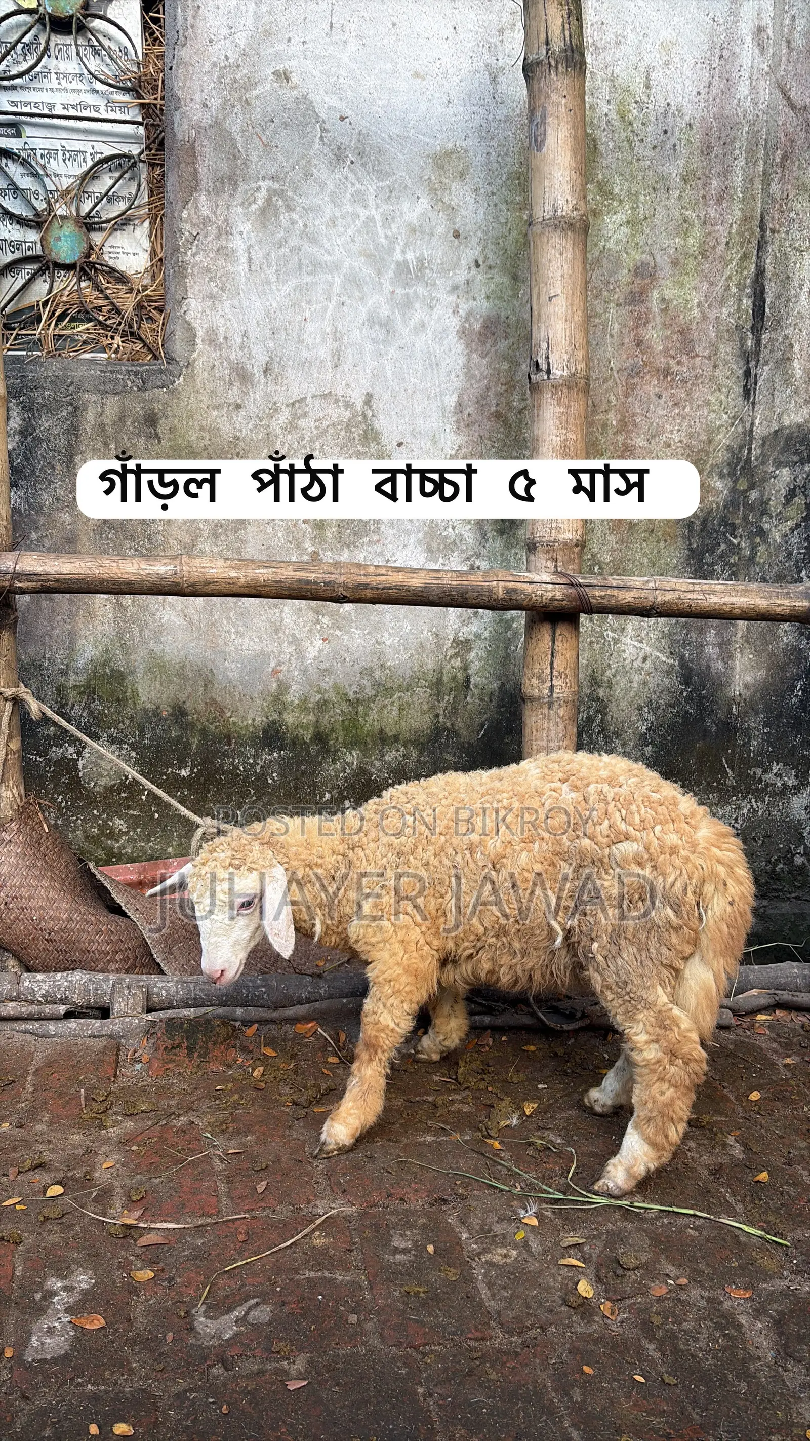 Farm-ready Sheep