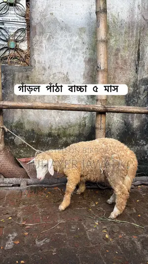 Farm-ready Sheep