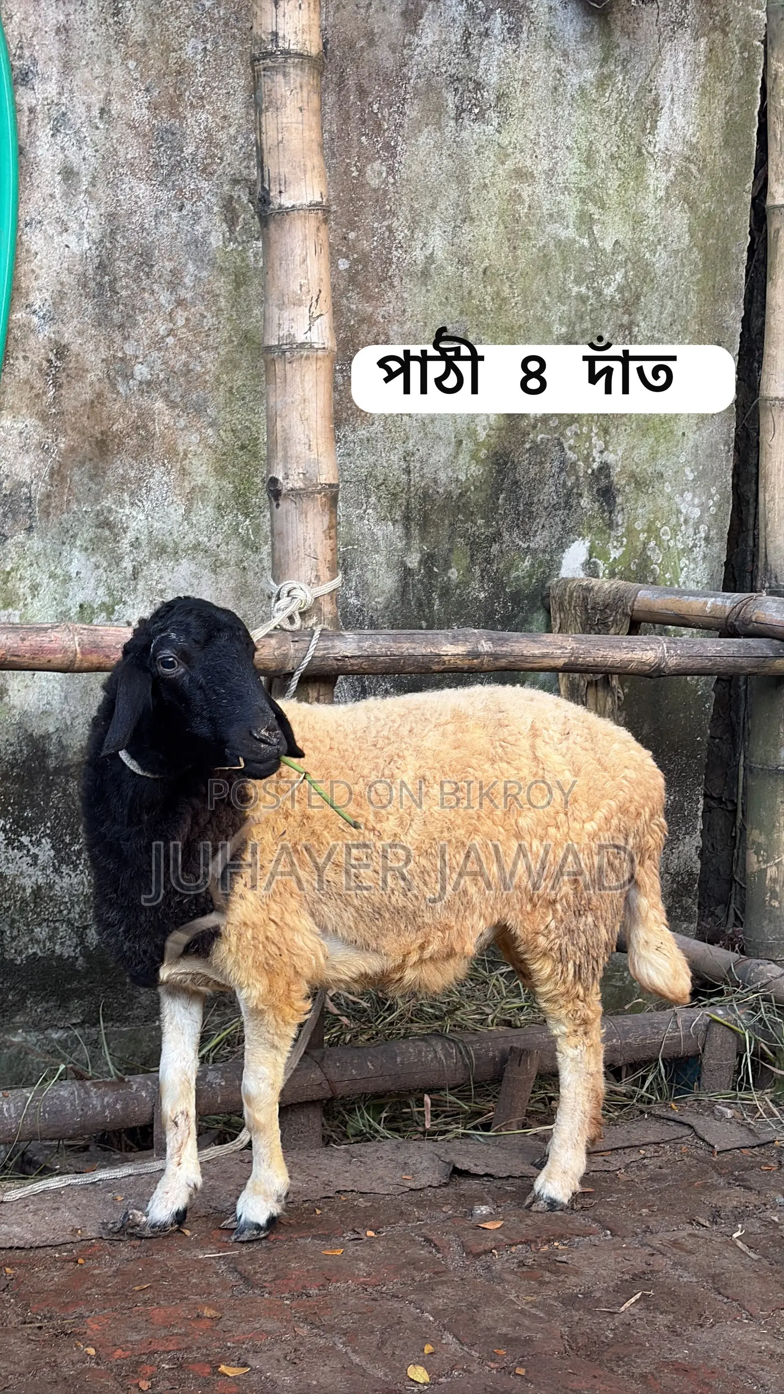 Farm-ready Sheep