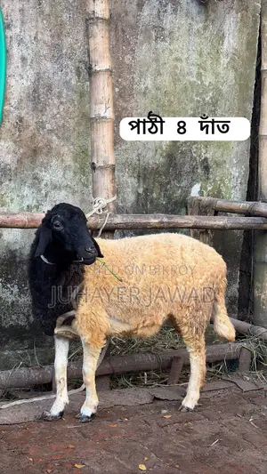Farm-ready Sheep