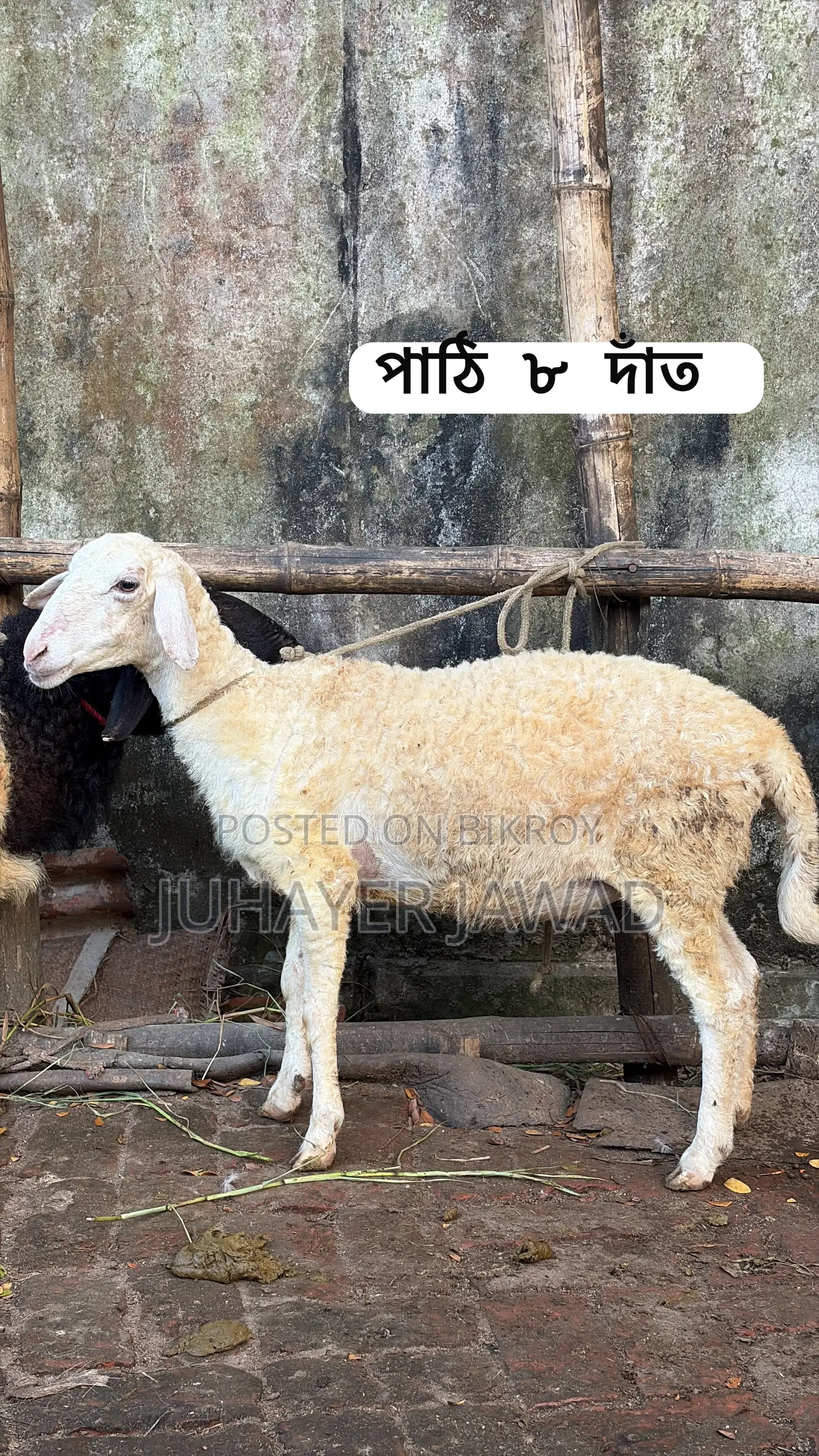 Farm-ready Sheep
